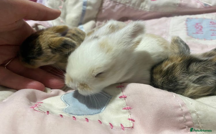 Mini Lop rabbits - Advert 12