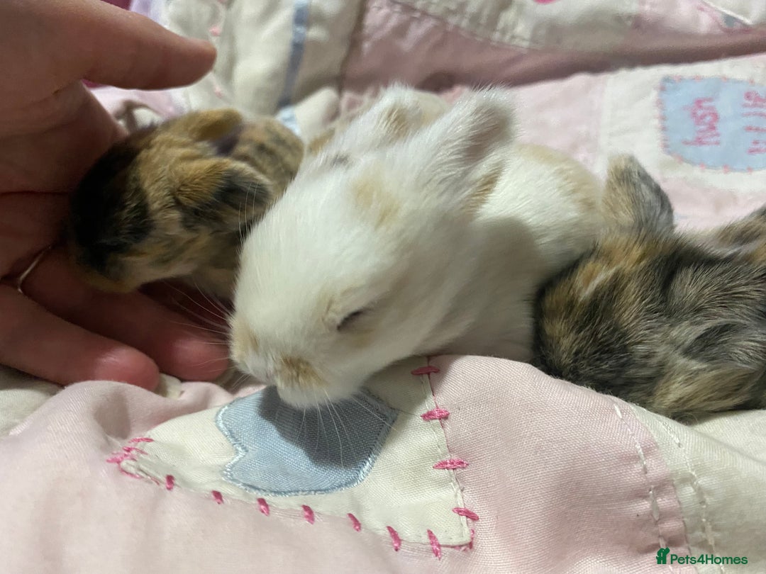 Mini Lop rabbits for sale: 4 Mini Lop Baby Bunnies - Image 1