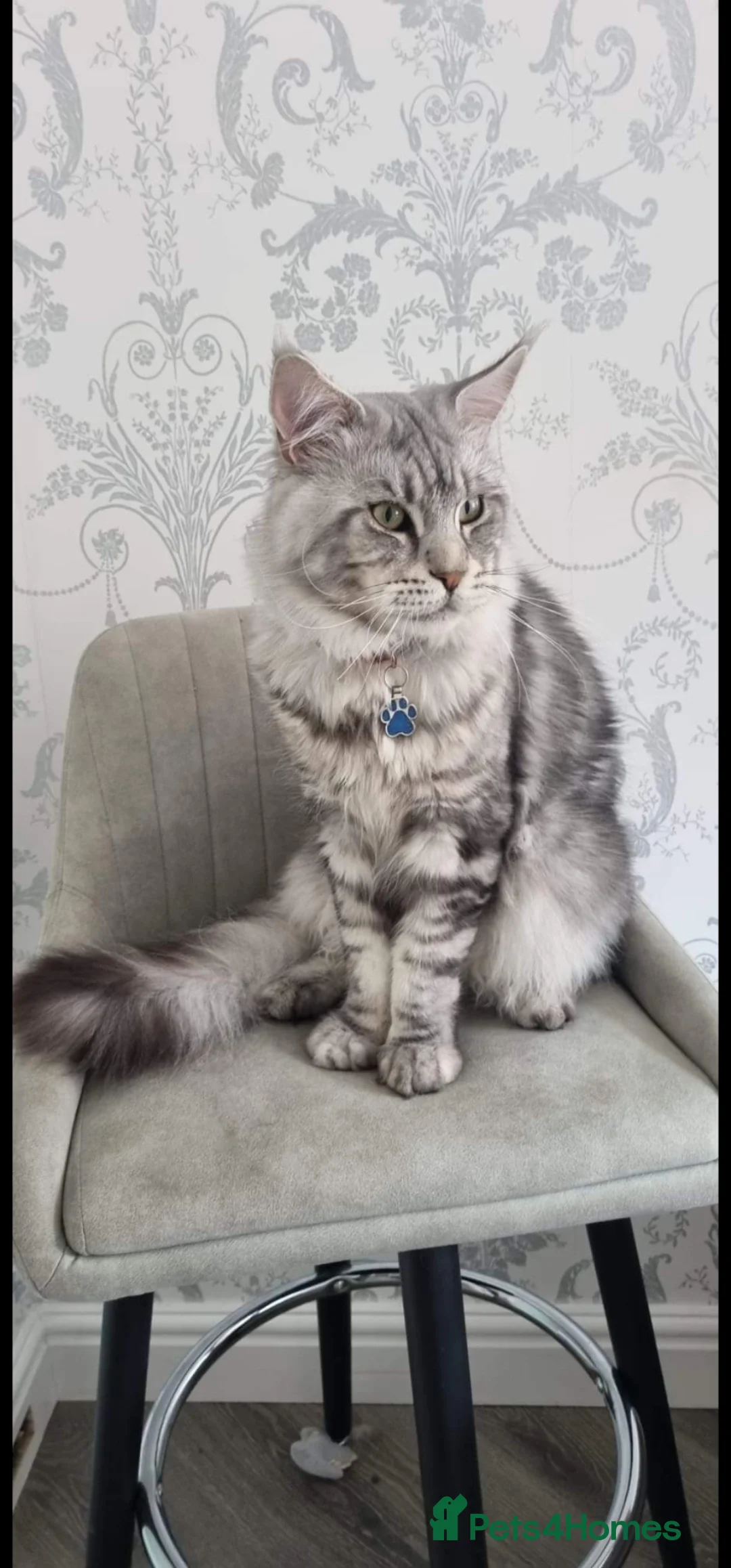 Maine Coon cats for stud: XL Tica Stud, Russian Lines, in Boots advert 2025 - Advert 1