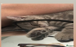 British Shorthair cats for sale: 1 baby girl left!  - Image 10