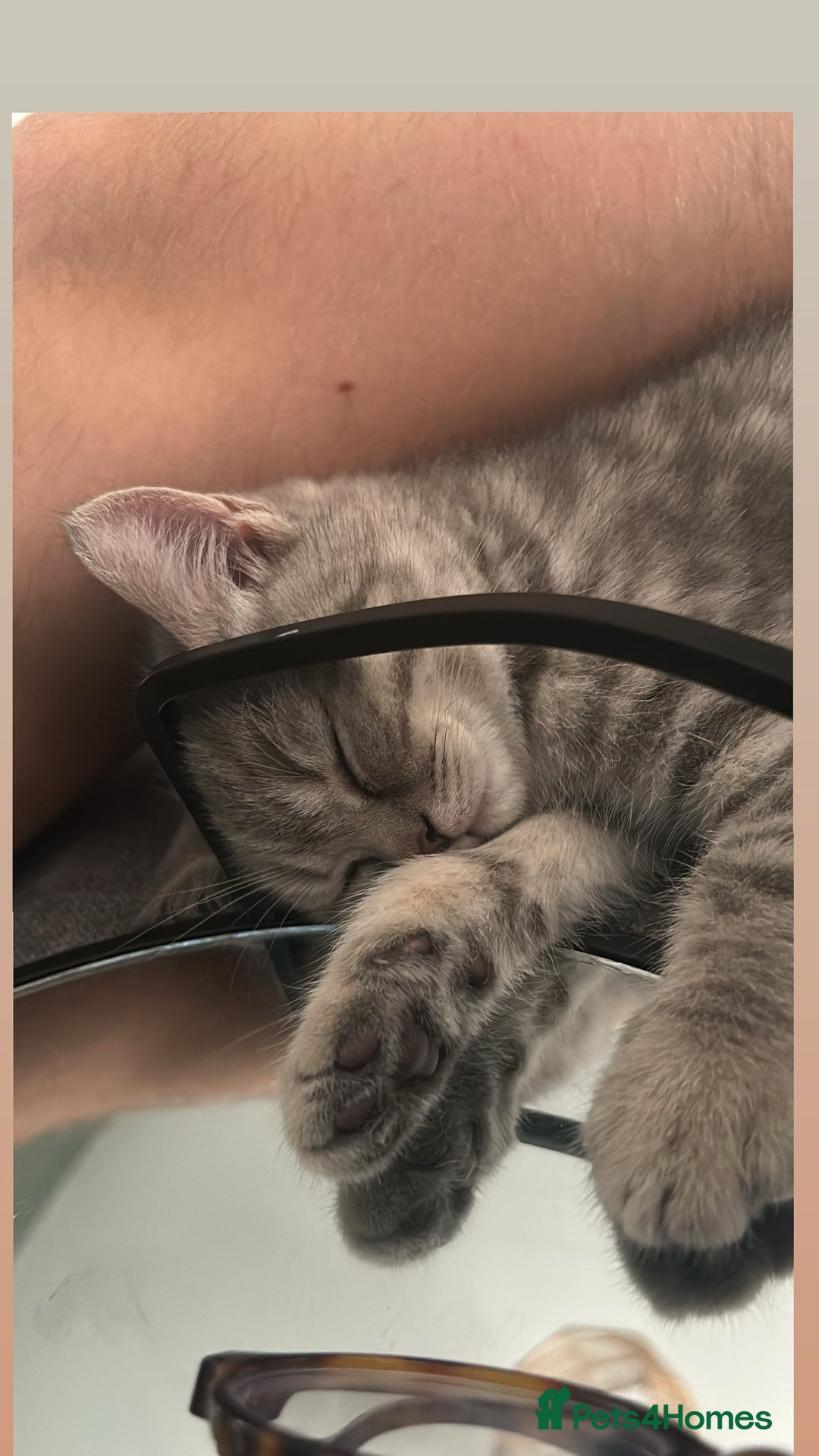 British Shorthair cats for sale: 1 baby girl left!  - Image 10
