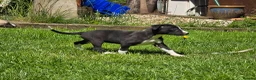 Mixed Breed dogs for sale: Whippet cross whippet lurcher - Advert 7