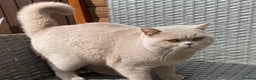 British Shorthair cats for stud: FAWN BRITISH SHORTHAIR STUD in Stoke-on-Trent - Advert 3
