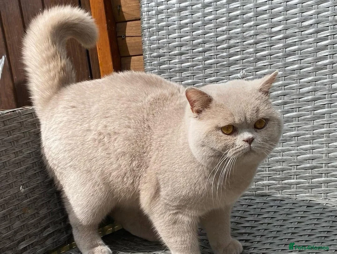 British Shorthair cats for stud: FAWN BRITISH SHORTHAIR STUD in Stoke-on-Trent - Advert 3