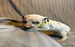 Dalmatian dogs for sale: Ready to Home Dalmatian Puppies  - Image 34