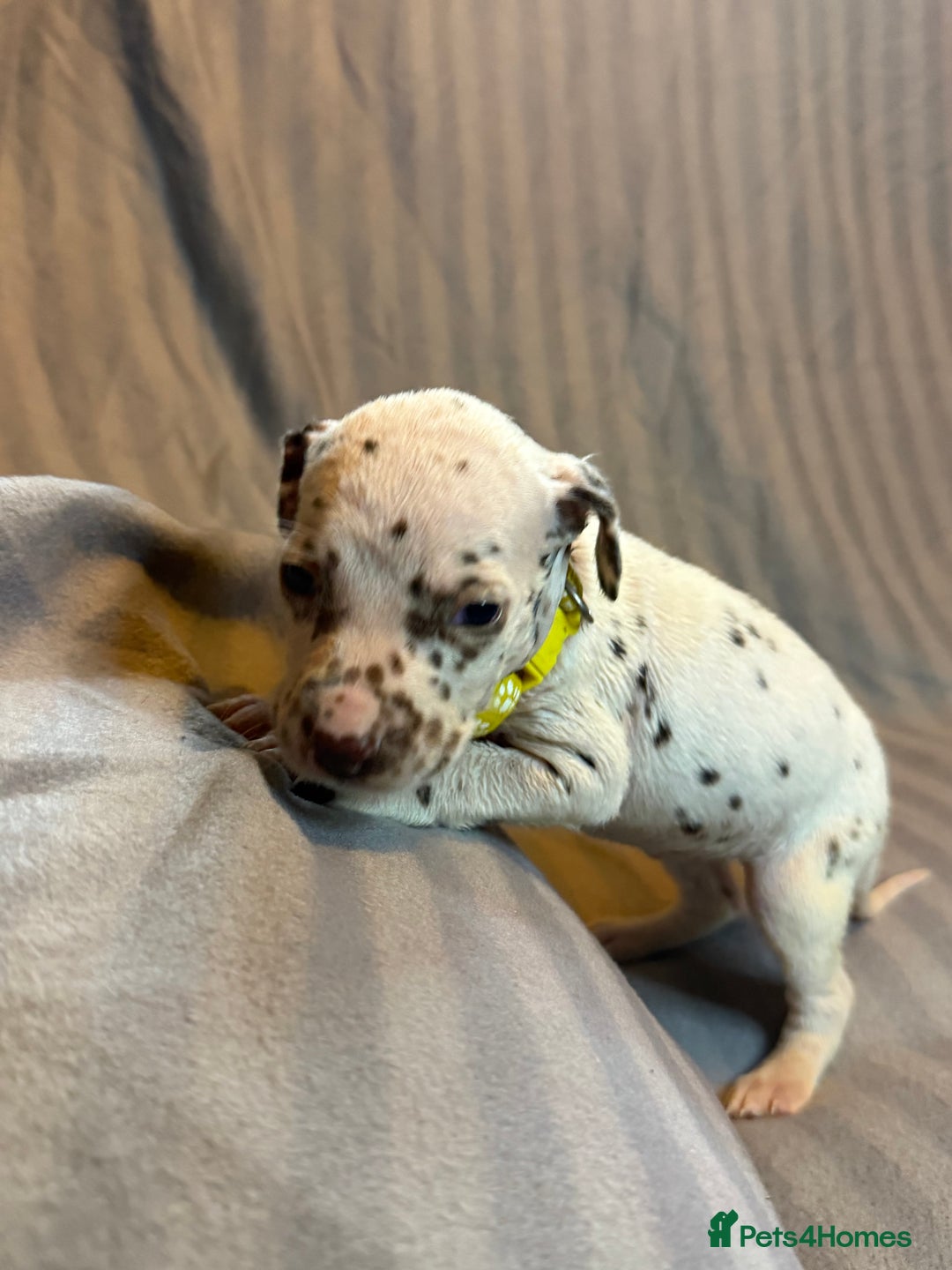 Dalmatian dogs for sale: Ready to Home Dalmatian Puppies  - Image 34