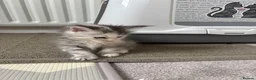 Maine Coon cats for sale: Beautiful Maine Coon kittens looking for new home - Advert 17