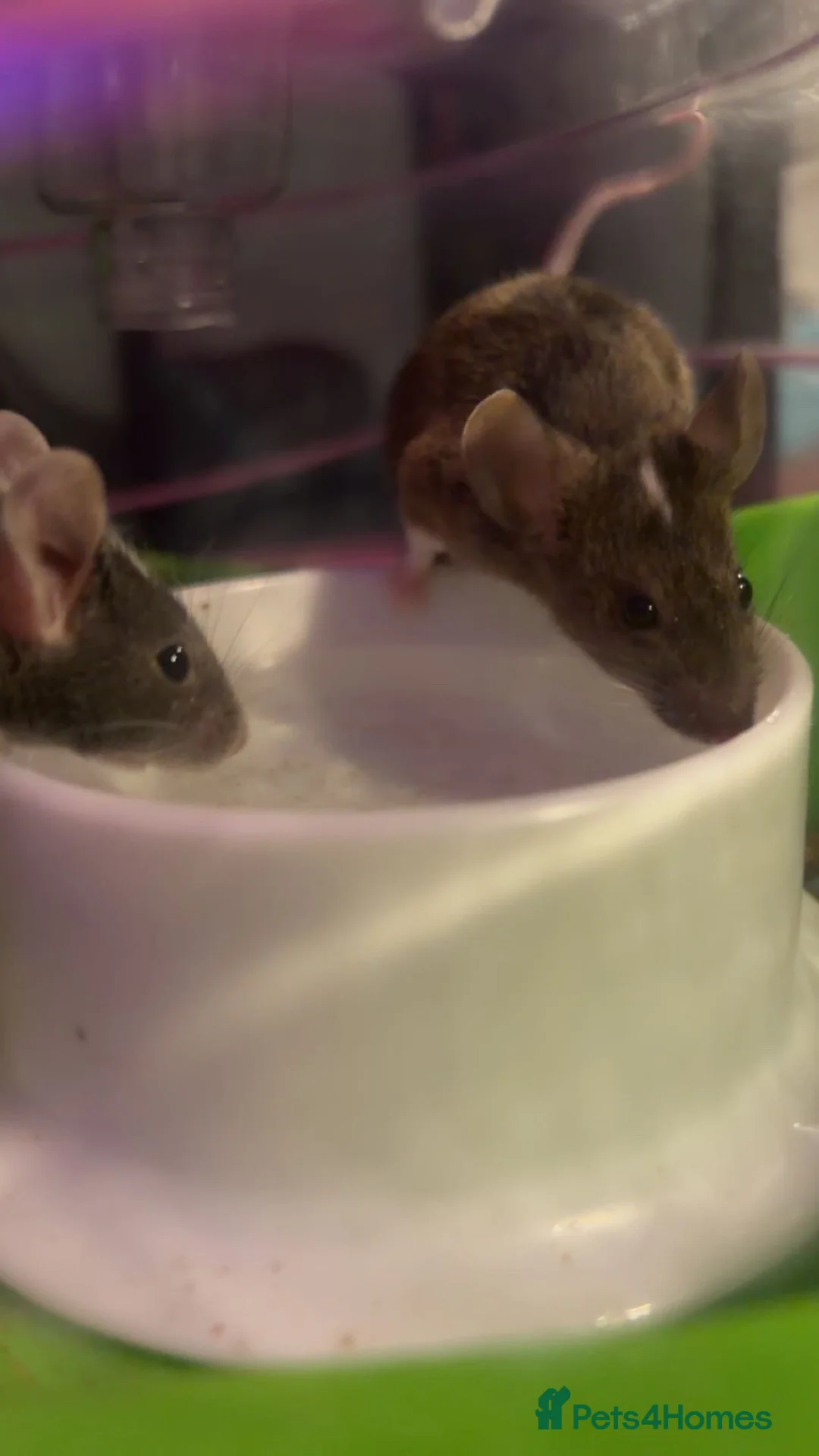 Mouse rodents for sale: 2 baby mice  in Shrewsbury - Advert 1