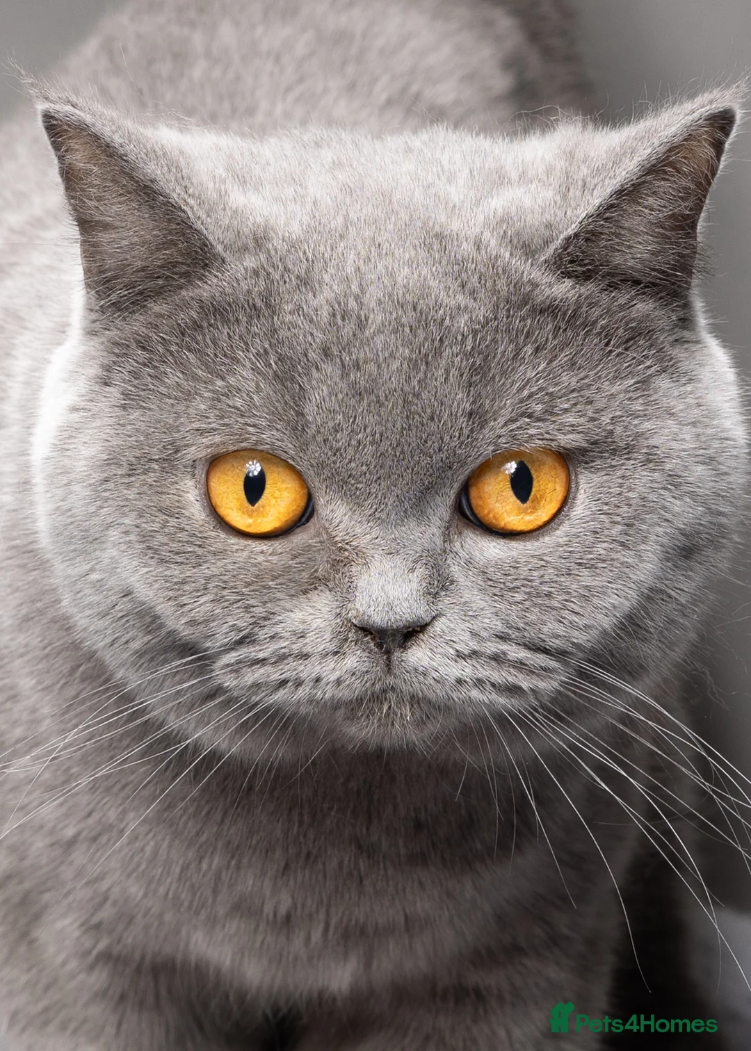 British Shorthair cats for sale: LOVING HOMES WANTED FOR BRITISH SHORTHAIR GIRLS - Advert 11