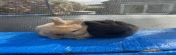 Mini Lop rabbits for sale: Mini Lop Pure Bred Bunnies  - Advert 4