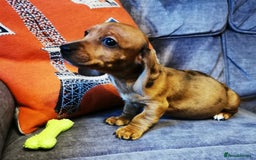 Dachshund dogs for sale: Unusual colour beautiful miniature dachshound pups - Advert 12