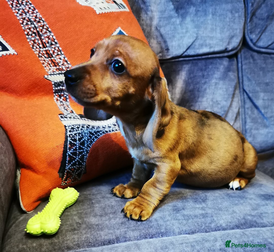 Dachshund dogs for sale: Unusual colour beautiful miniature dachshound pups - Advert 12