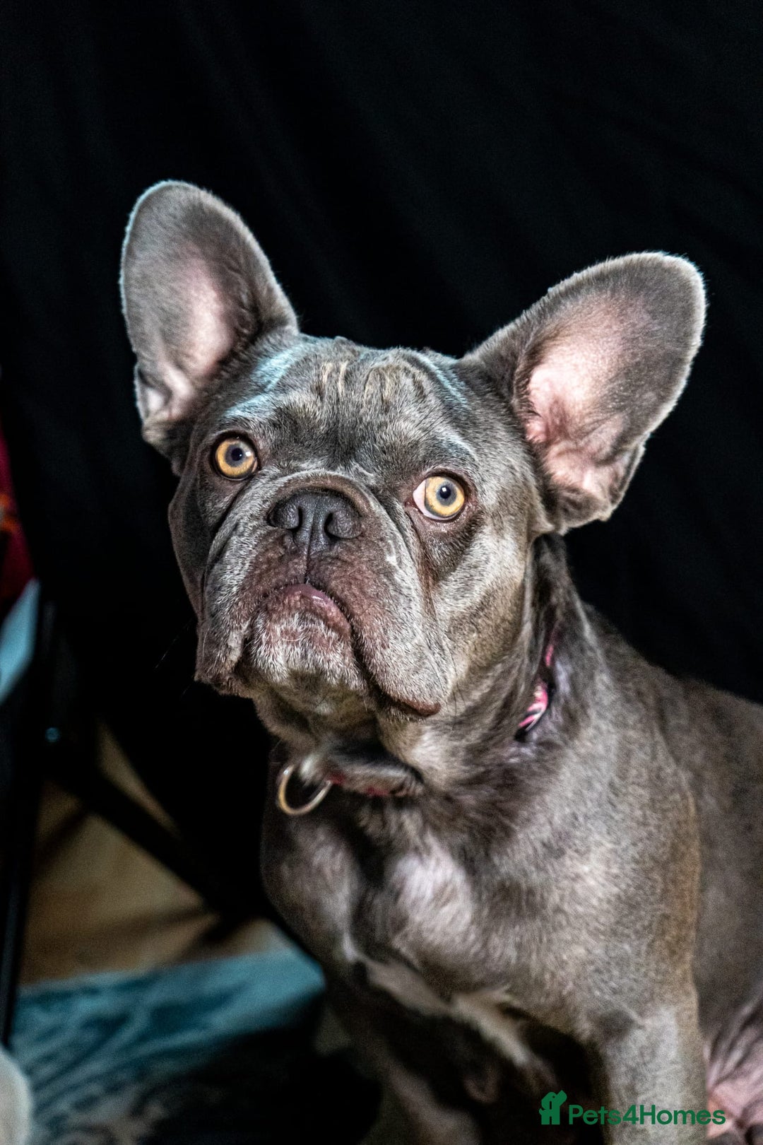 French Bulldog dogs for sale: Chunky French bulldog pups 4 girls  - Image 17