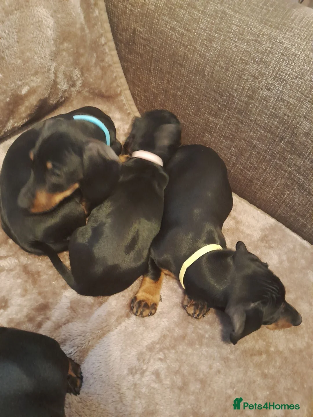 Dachshund dogs for sale: Adorable dachshund puppies - Advert 4