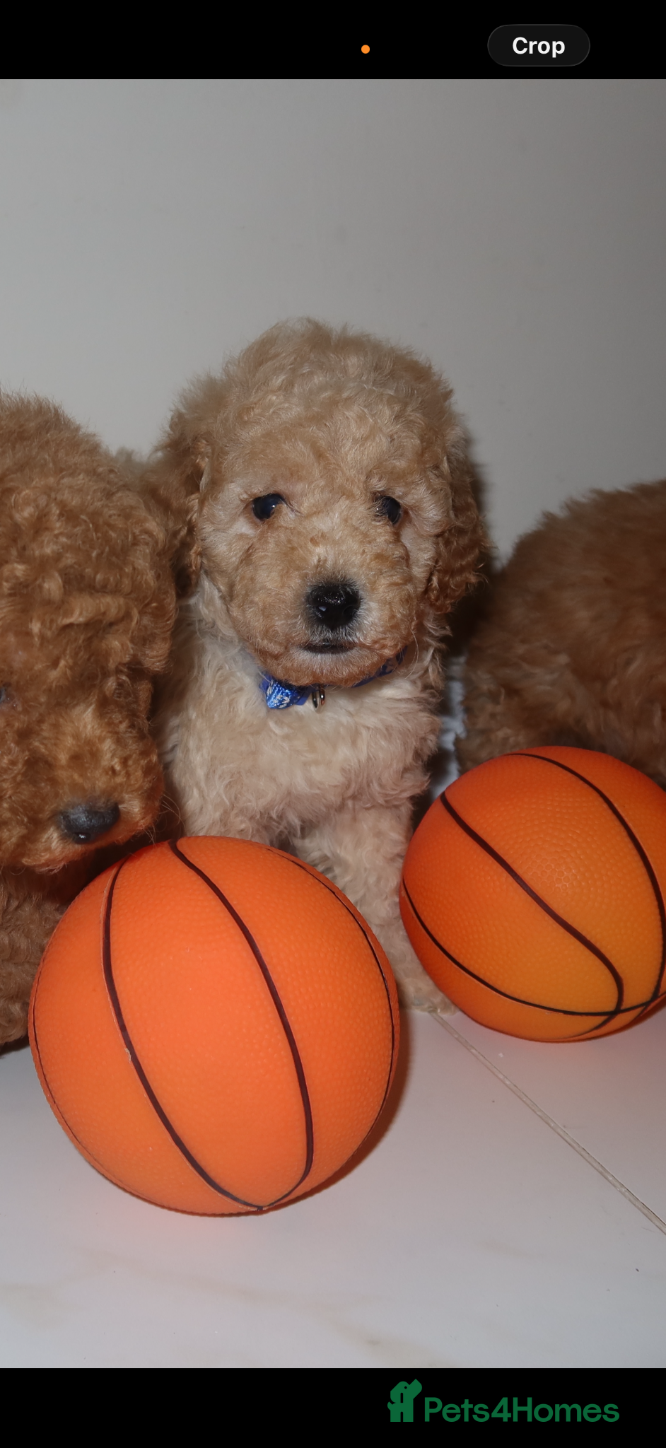 Cavapoo dogs Cavapoo fantastic! Playful beautiful puppies  - Advert 1