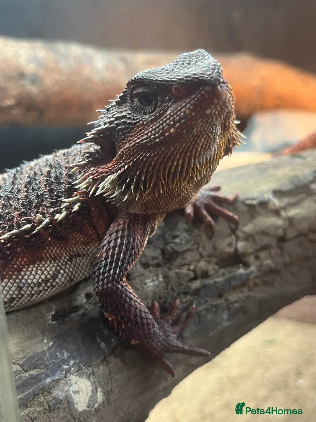 Bearded Dragon reptiles for sale: Red Bearded dragon  - Advert 3