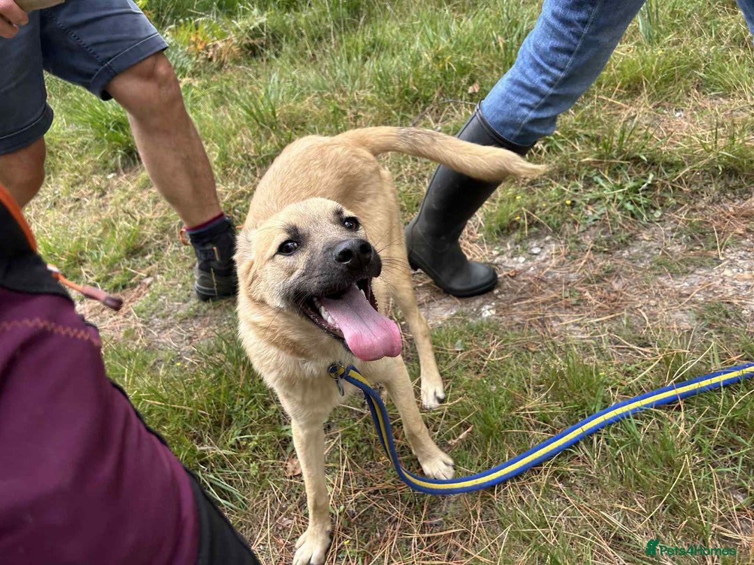 Mixed Breed dogs for adoption: Luanna - Norwich Norfolk  - Image 14