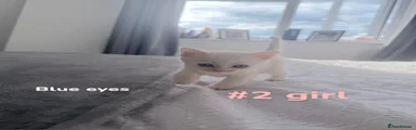 Turkish Angora 3