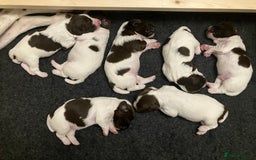 English Springer Spaniel dogs for sale: English Springer Spaniel puppies (2 lovely boys) - Image 4