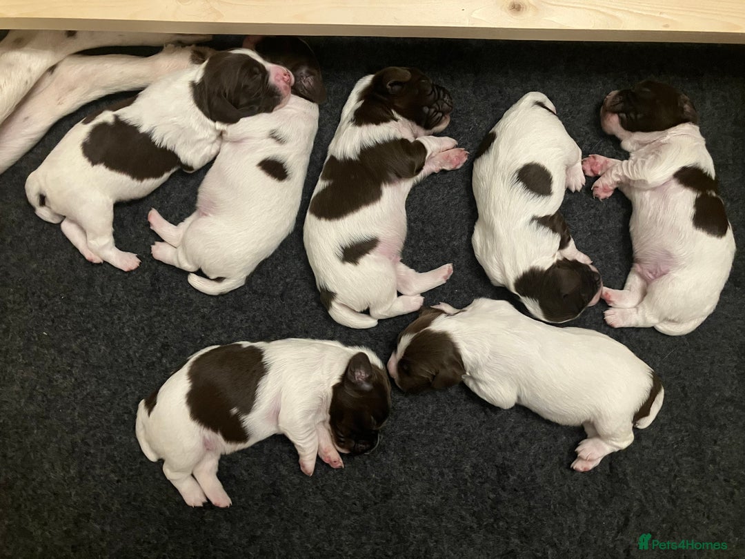 English Springer Spaniel dogs for sale: English Springer Spaniel puppies (2 lovely boys) - Image 4