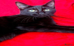 Mixed Breed cats for sale: 3 Maine Coon X Kittens Ready To Leave!!! - Image 2