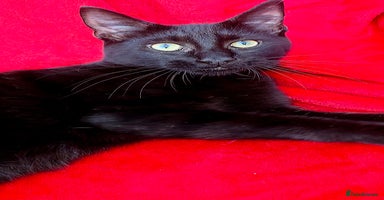 Mixed Breed cats - Advert 6