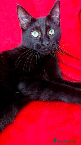 Mixed Breed cats - Advert 14