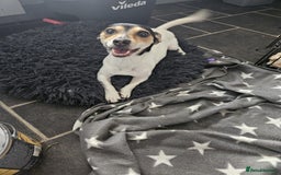 Jack Russell dogs for adoption: 💖🐶 DAISY 🐶💖 - Image 6