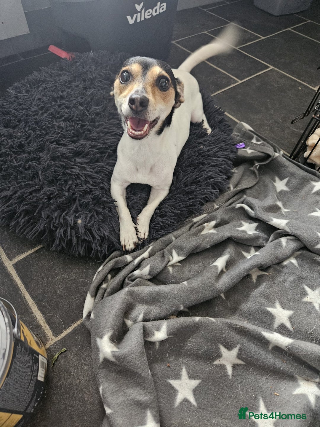Jack Russell dogs for adoption: 💖🐶 DAISY 🐶💖 - Image 6