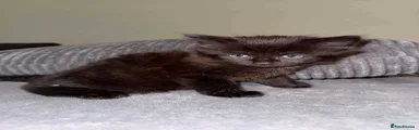 Persian Kitten 2