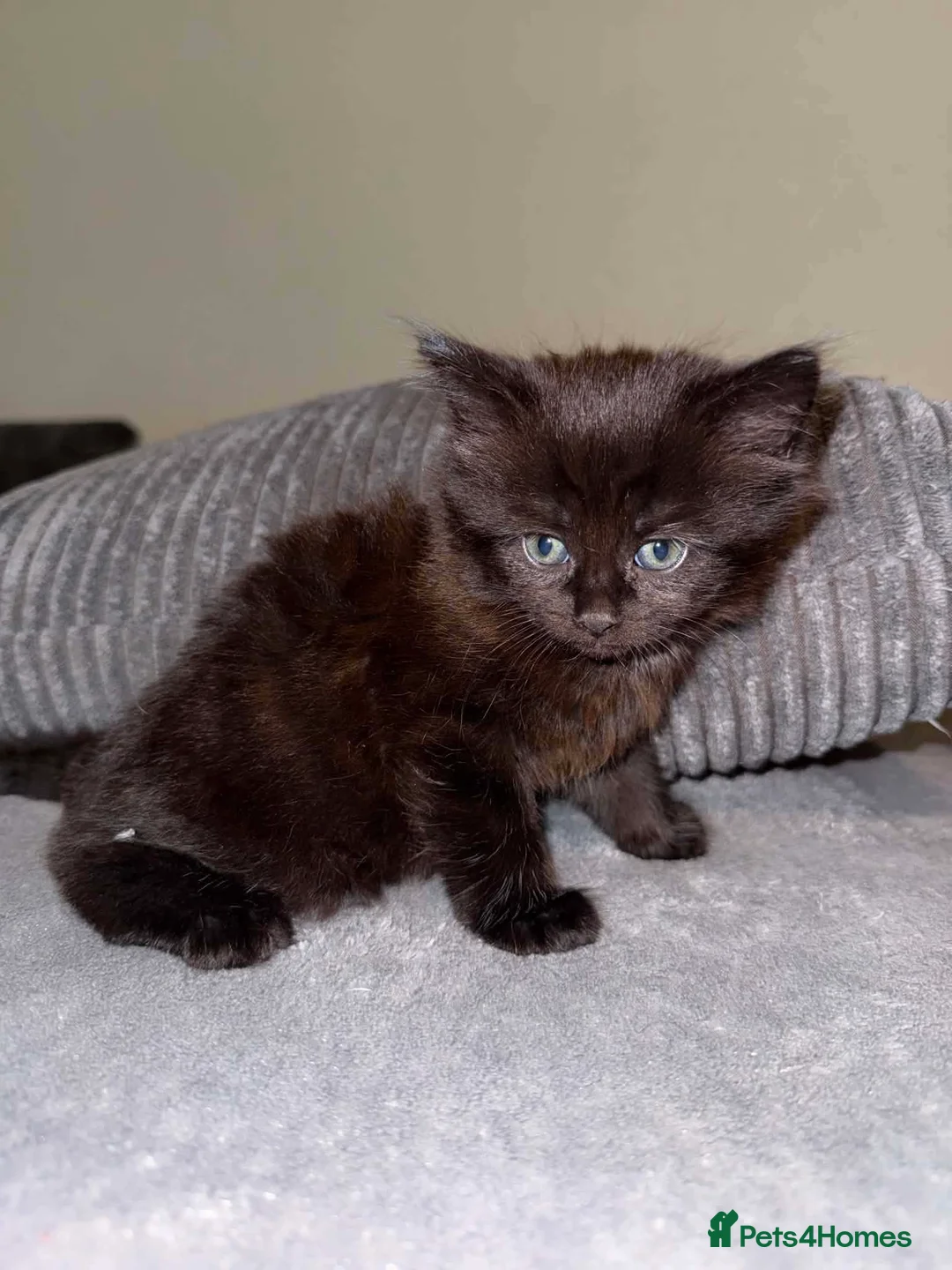 Persian cats for sale: 2 persian for sale - Advert 1