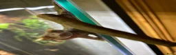 Gecko reptiles for sale: Crested gecko male in Grangemouth - Advert 2