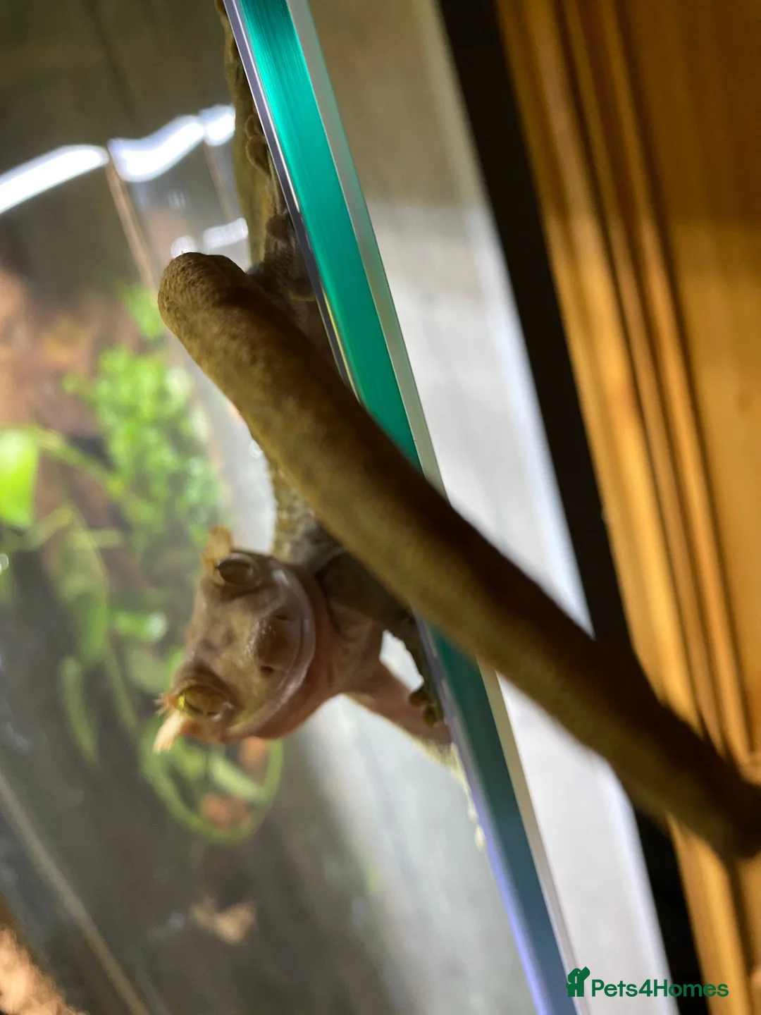 Gecko reptiles for sale: Crested gecko male in Grangemouth - Advert 2