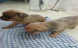 Mixed Breed dogs for sale: Pug x dachshund  ( Daug?) - Image 16