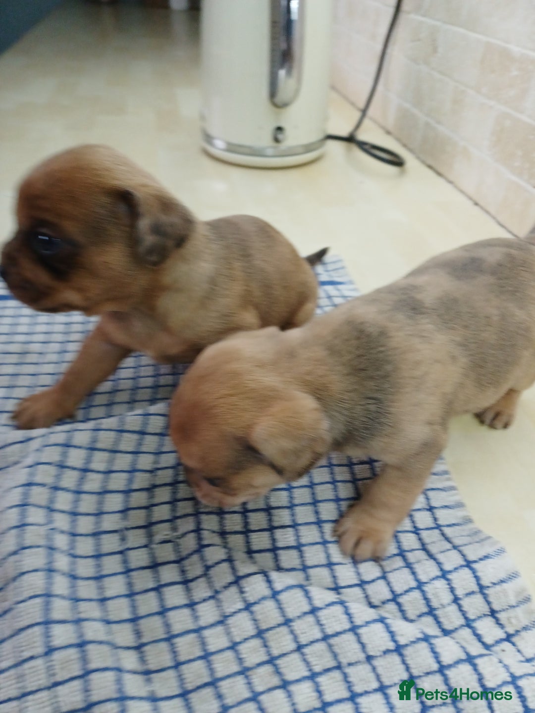 Mixed Breed dogs for sale: Pug x dachshund  ( Daug?) - Image 16