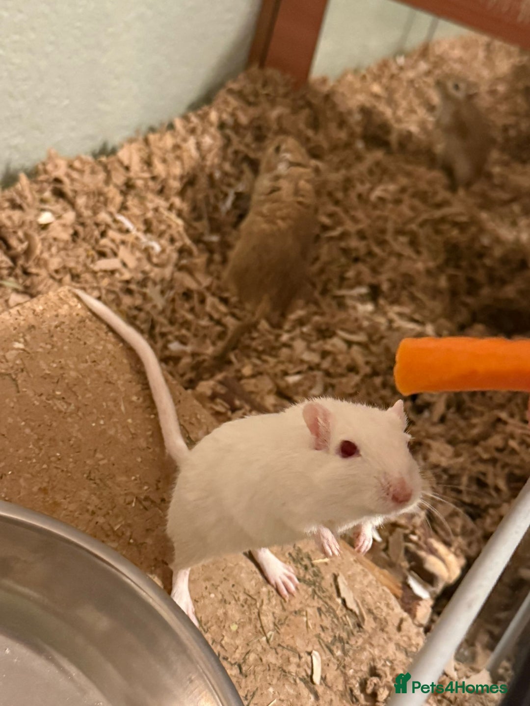 Gerbil rodents for sale: 2x boy gerbils inc all accessories  - Advert 3