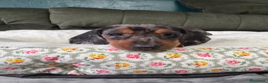 Miniature Dachshund 5