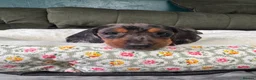 Miniature Dachshund dogs for sale: 6 cute miniature dachshund pupps available  - Advert 4