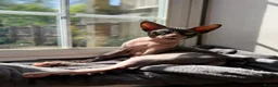 Sphynx cats for sale: Sphynx Male Kitten - Advert 4
