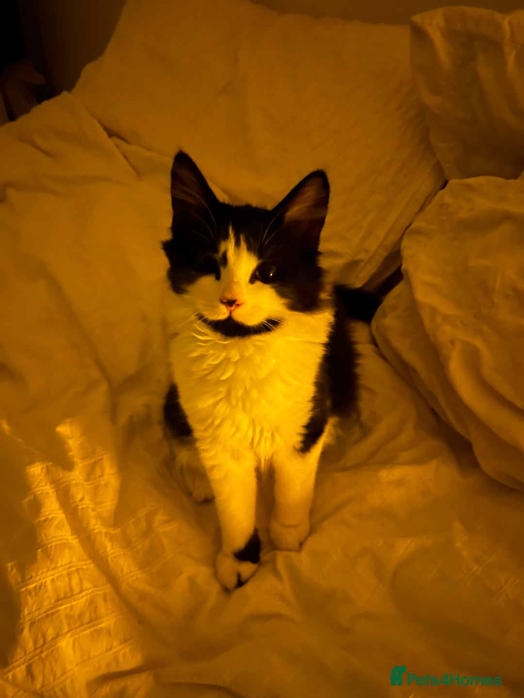 Mixed Breed cats for sale: Sweetest Bonded 6 month kittens (brother & Sister) - Advert 12