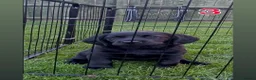 Springador dogs for sale: Springador - Advert 7