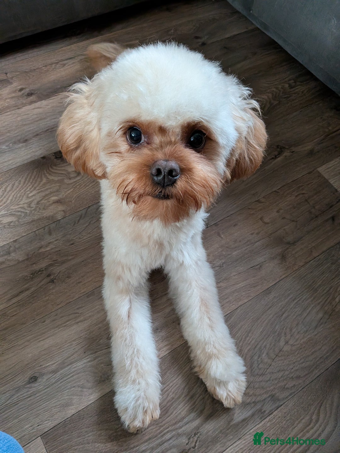 Mixed Breed dogs for sale: Beautiful cross Shih Tzu puppies  - Advert 4