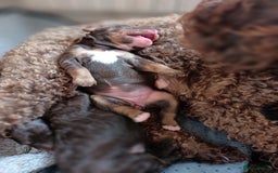 Labradoodle dogs for sale: Mini Labradoodles  - Image 1
