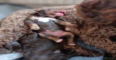 Labradoodle dogs - Advert 2