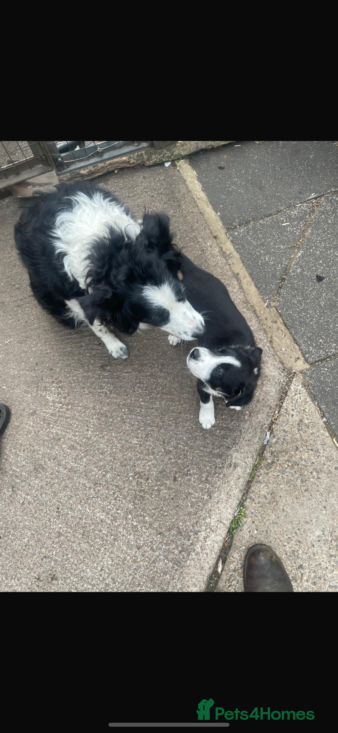 Border Collie dogs for sale: Male border collie pup - Image 5