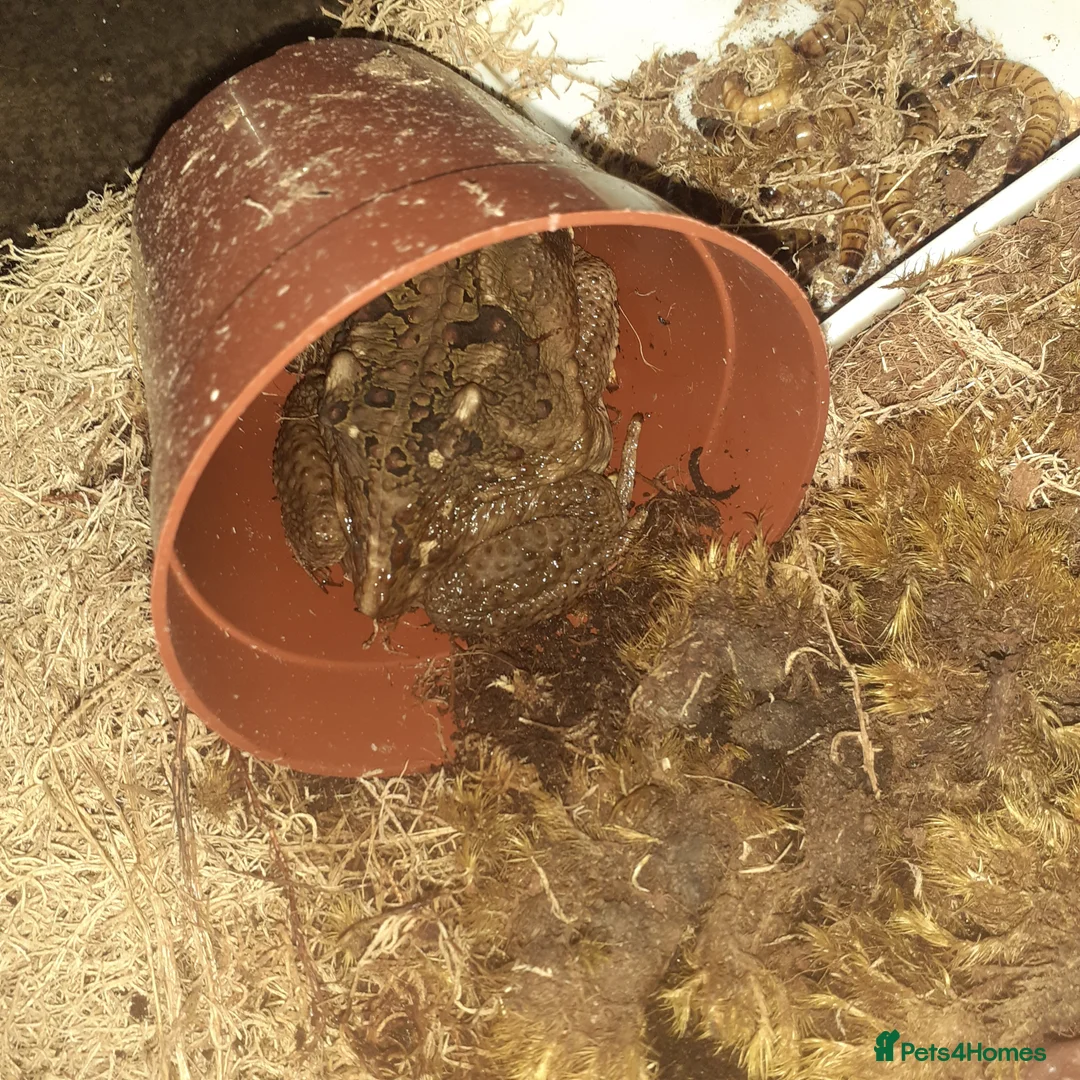 Frog reptiles for sale: 3 young pacman frogs and a young cane toad - Advert 1