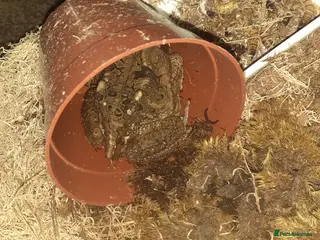 Frog reptiles 3 young pacman frogs and a young cane toad - Advert 1