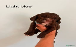 Sprocker dogs for sale: First cross sprocker puppies  - Image 7