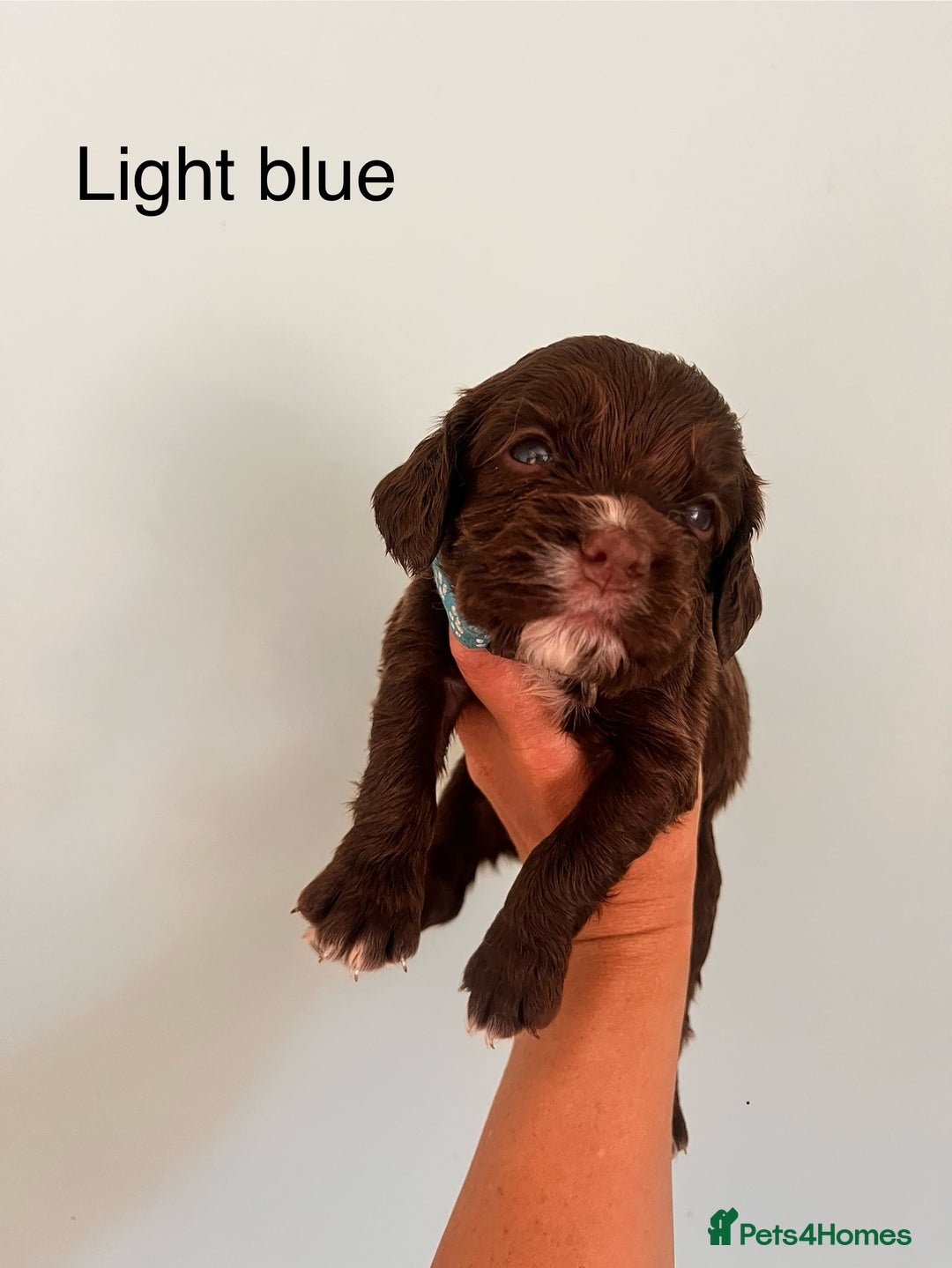 Sprocker dogs for sale: First cross sprocker puppies  - Image 7