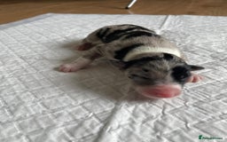Australian Shepherd dogs for sale: *3 LEFT* Australian shepherd puppies for sale  - Image 6